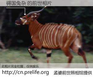 #孟婆前世照相馆# 【碍国兔杂 的前世相片】我们都曾从奈何桥上走过，喝下三碗忘川之水烹煮的孟婆汤，忘却了前尘旧事。孟婆前世照相馆，保存着你前世的数码相片。碍国兔杂 的前世相片，有图有真相：