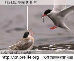 #孟婆前世照相馆# 【褚延旭 的前世相片】我们都曾从奈何桥上走过，喝下三碗忘川之水烹煮的孟婆汤，忘却了前尘旧事。孟婆前世照相馆，保存着你前世的数码相片。褚延旭 的前世相片，有图有真相：