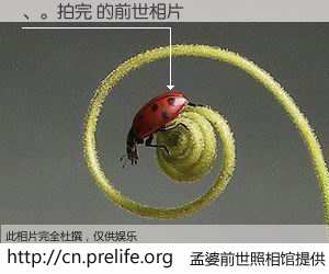 #孟婆前世照相馆# 【、。拍完 的前世相片】我们都曾从奈何桥上走过，喝下三碗忘川之水烹煮的孟婆汤，忘却了前尘旧事。孟婆前世照相馆，保存着你前世的数码相片。、。拍完 的前世相片，有图有真相：