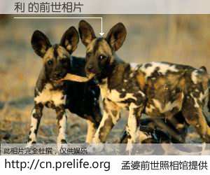 #孟婆前世照相馆# 【利 的前世相片】我们都曾从奈何桥上走过，喝下三碗忘川之水烹煮的孟婆汤，忘却了前尘旧事。孟婆前世照相馆，保存着你前世的数码相片。利 的前世相片，有图有真相：