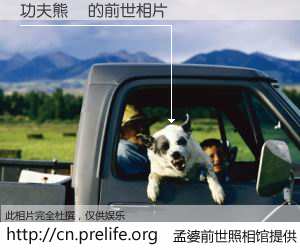 #孟婆前世照相馆# 【功夫熊貓 的前世相片】我们都曾从奈何桥上走过，喝下三碗忘川之水烹煮的孟婆汤，忘却了前尘旧事。孟婆前世照相馆，保存着你前世的数码相片。功夫熊貓 的前世相片，有图有真相：