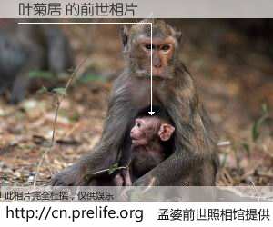 #孟婆前世照相馆# 【叶菊居 的前世相片】我们都曾从奈何桥上走过，喝下三碗忘川之水烹煮的孟婆汤，忘却了前尘旧事。孟婆前世照相馆，保存着你前世的数码相片。叶菊居 的前世相片，有图有真相：