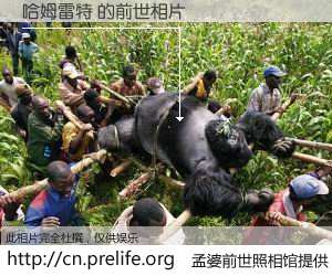 #孟婆前世照相馆# 【哈姆雷特 的前世相片】我们都曾从奈何桥上走过，喝下三碗忘川之水烹煮的孟婆汤，忘却了前尘旧事。孟婆前世照相馆，保存着你前世的数码相片。哈姆雷特 的前世相片，有图有真相：