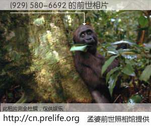 #孟婆前世照相馆# 【(929) 580-6692 的前世相片】我们都曾从奈何桥上走过，喝下三碗忘川之水烹煮的孟婆汤，忘却了前尘旧事。孟婆前世照相馆，保存着你前世的数码相片。(929) 580-6692 的前世相片，有图有真相：