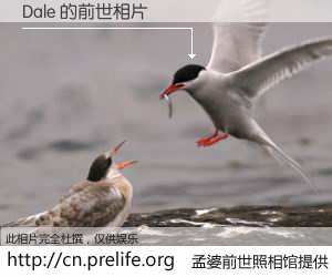 #孟婆前世照相馆# 【Dale 的前世相片】我们都曾从奈何桥上走过，喝下三碗忘川之水烹煮的孟婆汤，忘却了前尘旧事。孟婆前世照相馆，保存着你前世的数码相片。Dale 的前世相片，有图有真相：