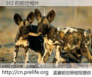 #孟婆前世照相馆# 【SYZ 的前世相片】我们都曾从奈何桥上走过，喝下三碗忘川之水烹煮的孟婆汤，忘却了前尘旧事。孟婆前世照相馆，保存着你前世的数码相片。SYZ 的前世相片，有图有真相：