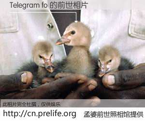 #孟婆前世照相馆# 【Telegram fo 的前世相片】我们都曾从奈何桥上走过，喝下三碗忘川之水烹煮的孟婆汤，忘却了前尘旧事。孟婆前世照相馆，保存着你前世的数码相片。Telegram fo 的前世相片，有图有真相：