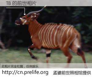#孟婆前世照相馆# 【TB 的前世相片】我们都曾从奈何桥上走过，喝下三碗忘川之水烹煮的孟婆汤，忘却了前尘旧事。孟婆前世照相馆，保存着你前世的数码相片。TB 的前世相片，有图有真相：