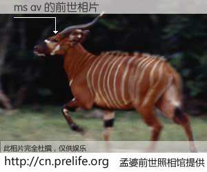 #孟婆前世照相馆# 【ms av 的前世相片】我们都曾从奈何桥上走过，喝下三碗忘川之水烹煮的孟婆汤，忘却了前尘旧事。孟婆前世照相馆，保存着你前世的数码相片。ms av 的前世相片，有图有真相：