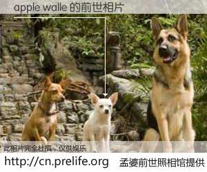 #孟婆前世照相馆# 【apple walle 的前世相片】我们都曾从奈何桥上走过，喝下三碗忘川之水烹煮的孟婆汤，忘却了前尘旧事。孟婆前世照相馆，保存着你前世的数码相片。apple walle 的前世相片，有图有真相：
