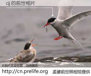 #孟婆前世照相馆# 【cjj 的前世相片】我们都曾从奈何桥上走过，喝下三碗忘川之水烹煮的孟婆汤，忘却了前尘旧事。孟婆前世照相馆，保存着你前世的数码相片。cjj 的前世相片，有图有真相：