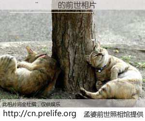 #孟婆前世照相馆# 【������ 的前世相片】我们都曾从奈何桥上走过，喝下三碗忘川之水烹煮的孟婆汤，忘却了前尘旧事。孟婆前世照相馆，保存着你前世的数码相片。������ 的前世相片，有图有真相：