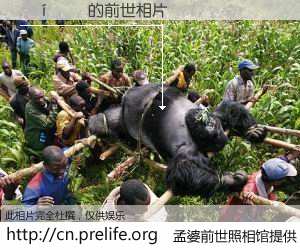 #孟婆前世照相馆# 【���� 的前世相片】我们都曾从奈何桥上走过，喝下三碗忘川之水烹煮的孟婆汤，忘却了前尘旧事。孟婆前世照相馆，保存着你前世的数码相片。���� 的前世相片，有图有真相：
