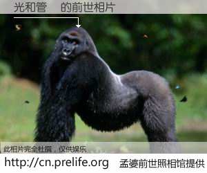 #孟婆前世照相馆# 【光和管財 的前世相片】我们都曾从奈何桥上走过，喝下三碗忘川之水烹煮的孟婆汤，忘却了前尘旧事。孟婆前世照相馆，保存着你前世的数码相片。光和管財 的前世相片，有图有真相：