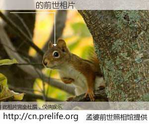 #孟婆前世照相馆# 【鍗庡 的前世相片】我们都曾从奈何桥上走过，喝下三碗忘川之水烹煮的孟婆汤，忘却了前尘旧事。孟婆前世照相馆，保存着你前世的数码相片。鍗庡 的前世相片，有图有真相：