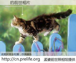 #孟婆前世照相馆# 【ꐍ 的前世相片】我们都曾从奈何桥上走过，喝下三碗忘川之水烹煮的孟婆汤，忘却了前尘旧事。孟婆前世照相馆，保存着你前世的数码相片。ꐍ 的前世相片，有图有真相：