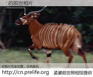 #孟婆前世照相馆# 【' 的前世相片】我们都曾从奈何桥上走过，喝下三碗忘川之水烹煮的孟婆汤，忘却了前尘旧事。孟婆前世照相馆，保存着你前世的数码相片。' 的前世相片，有图有真相：