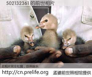 #孟婆前世照相馆# 【502132361 的前世相片】我们都曾从奈何桥上走过，喝下三碗忘川之水烹煮的孟婆汤，忘却了前尘旧事。孟婆前世照相馆，保存着你前世的数码相片。502132361 的前世相片，有图有真相：