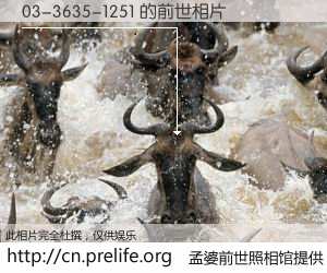 #孟婆前世照相馆# 【03-3635-1251 的前世相片】我们都曾从奈何桥上走过，喝下三碗忘川之水烹煮的孟婆汤，忘却了前尘旧事。孟婆前世照相馆，保存着你前世的数码相片。03-3635-1251 的前世相片，有图有真相：
