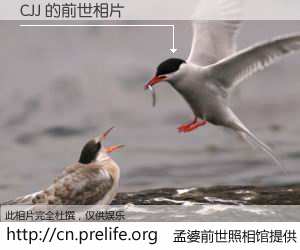 #孟婆前世照相馆# 【CJJ 的前世相片】我们都曾从奈何桥上走过，喝下三碗忘川之水烹煮的孟婆汤，忘却了前尘旧事。孟婆前世照相馆，保存着你前世的数码相片。CJJ 的前世相片，有图有真相：