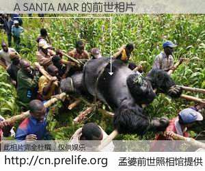 #孟婆前世照相馆# 【A SANTA MAR 的前世相片】我们都曾从奈何桥上走过，喝下三碗忘川之水烹煮的孟婆汤，忘却了前尘旧事。孟婆前世照相馆，保存着你前世的数码相片。A SANTA MAR 的前世相片，有图有真相：