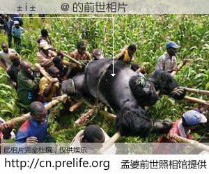 #孟婆前世照相馆# 【�i���@ 的前世相片】我们都曾从奈何桥上走过，喝下三碗忘川之水烹煮的孟婆汤，忘却了前尘旧事。孟婆前世照相馆，保存着你前世的数码相片。�i���@ 的前世相片，有图有真相：