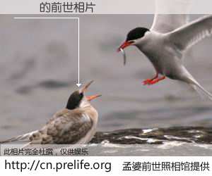 #孟婆前世照相馆# 【Ʒɲ 的前世相片】我们都曾从奈何桥上走过，喝下三碗忘川之水烹煮的孟婆汤，忘却了前尘旧事。孟婆前世照相馆，保存着你前世的数码相片。Ʒɲ 的前世相片，有图有真相：