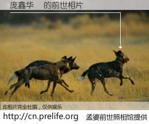 #孟婆前世照相馆# 【庞鑫华華 的前世相片】我们都曾从奈何桥上走过，喝下三碗忘川之水烹煮的孟婆汤，忘却了前尘旧事。孟婆前世照相馆，保存着你前世的数码相片。庞鑫华華 的前世相片，有图有真相：