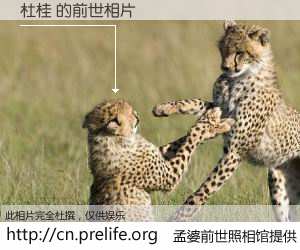 #孟婆前世照相馆# 【杜桂 的前世相片】我们都曾从奈何桥上走过，喝下三碗忘川之水烹煮的孟婆汤，忘却了前尘旧事。孟婆前世照相馆，保存着你前世的数码相片。杜桂 的前世相片，有图有真相：