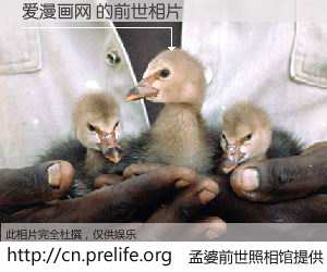 #孟婆前世照相馆# 【爱漫画网 的前世相片】我们都曾从奈何桥上走过，喝下三碗忘川之水烹煮的孟婆汤，忘却了前尘旧事。孟婆前世照相馆，保存着你前世的数码相片。爱漫画网 的前世相片，有图有真相：