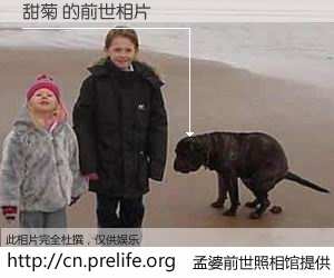 #孟婆前世照相馆# 【甜菊 的前世相片】我们都曾从奈何桥上走过，喝下三碗忘川之水烹煮的孟婆汤，忘却了前尘旧事。孟婆前世照相馆，保存着你前世的数码相片。甜菊 的前世相片，有图有真相：