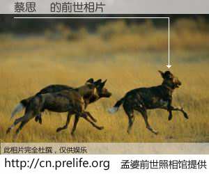 #孟婆前世照相馆# 【蔡思旻 的前世相片】我们都曾从奈何桥上走过，喝下三碗忘川之水烹煮的孟婆汤，忘却了前尘旧事。孟婆前世照相馆，保存着你前世的数码相片。蔡思旻 的前世相片，有图有真相：