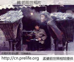 #孟婆前世照相馆# 【���鸦 的前世相片】我们都曾从奈何桥上走过，喝下三碗忘川之水烹煮的孟婆汤，忘却了前尘旧事。孟婆前世照相馆，保存着你前世的数码相片。���鸦 的前世相片，有图有真相：