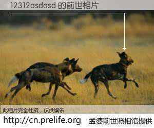 #孟婆前世照相馆# 【12312asdasd 的前世相片】我们都曾从奈何桥上走过，喝下三碗忘川之水烹煮的孟婆汤，忘却了前尘旧事。孟婆前世照相馆，保存着你前世的数码相片。12312asdasd 的前世相片，有图有真相：