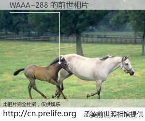 #孟婆前世照相馆# 【WAAA-288 的前世相片】我们都曾从奈何桥上走过，喝下三碗忘川之水烹煮的孟婆汤，忘却了前尘旧事。孟婆前世照相馆，保存着你前世的数码相片。WAAA-288 的前世相片，有图有真相：
