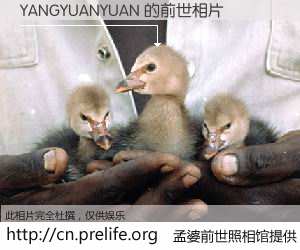 #孟婆前世照相馆# 【YANGYUANYUAN 的前世相片】我们都曾从奈何桥上走过，喝下三碗忘川之水烹煮的孟婆汤，忘却了前尘旧事。孟婆前世照相馆，保存着你前世的数码相片。YANGYUANYUAN 的前世相片，有图有真相：