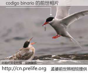 #孟婆前世照相馆# 【codigo binario 的前世相片】我们都曾从奈何桥上走过，喝下三碗忘川之水烹煮的孟婆汤，忘却了前尘旧事。孟婆前世照相馆，保存着你前世的数码相片。codigo binario 的前世相片，有图有真相：