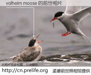 #孟婆前世照相馆# 【valheim moose 的前世相片】我们都曾从奈何桥上走过，喝下三碗忘川之水烹煮的孟婆汤，忘却了前尘旧事。孟婆前世照相馆，保存着你前世的数码相片。valheim moose 的前世相片，有图有真相：