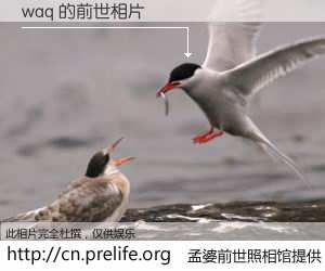 #孟婆前世照相馆# 【waq 的前世相片】我们都曾从奈何桥上走过，喝下三碗忘川之水烹煮的孟婆汤，忘却了前尘旧事。孟婆前世照相馆，保存着你前世的数码相片。waq 的前世相片，有图有真相：