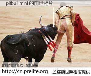 #孟婆前世照相馆# 【pitbull mini 的前世相片】我们都曾从奈何桥上走过，喝下三碗忘川之水烹煮的孟婆汤，忘却了前尘旧事。孟婆前世照相馆，保存着你前世的数码相片。pitbull mini 的前世相片，有图有真相：