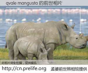 #孟婆前世照相馆# 【qvale mangusta 的前世相片】我们都曾从奈何桥上走过，喝下三碗忘川之水烹煮的孟婆汤，忘却了前尘旧事。孟婆前世照相馆，保存着你前世的数码相片。qvale mangusta 的前世相片，有图有真相：