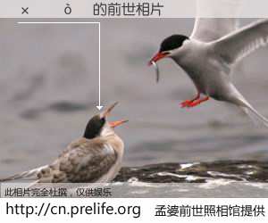#孟婆前世照相馆# 【����Ƽ 的前世相片】我们都曾从奈何桥上走过，喝下三碗忘川之水烹煮的孟婆汤，忘却了前尘旧事。孟婆前世照相馆，保存着你前世的数码相片。����Ƽ 的前世相片，有图有真相：