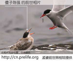 #孟婆前世照相馆# 【傻子陈强 的前世相片】我们都曾从奈何桥上走过，喝下三碗忘川之水烹煮的孟婆汤，忘却了前尘旧事。孟婆前世照相馆，保存着你前世的数码相片。傻子陈强 的前世相片，有图有真相：