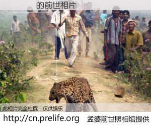 #孟婆前世照相馆# 【楊陳鳳 的前世相片】我们都曾从奈何桥上走过，喝下三碗忘川之水烹煮的孟婆汤，忘却了前尘旧事。孟婆前世照相馆，保存着你前世的数码相片。楊陳鳳 的前世相片，有图有真相：