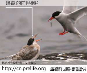 #孟婆前世照相馆# 【瑾睿 的前世相片】我们都曾从奈何桥上走过，喝下三碗忘川之水烹煮的孟婆汤，忘却了前尘旧事。孟婆前世照相馆，保存着你前世的数码相片。瑾睿 的前世相片，有图有真相：