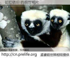 #孟婆前世照相馆# 【花红依旧 的前世相片】我们都曾从奈何桥上走过，喝下三碗忘川之水烹煮的孟婆汤，忘却了前尘旧事。孟婆前世照相馆，保存着你前世的数码相片。花红依旧 的前世相片，有图有真相：