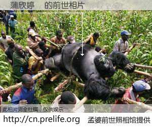 #孟婆前世照相馆# 【蒲欣婷　 的前世相片】我们都曾从奈何桥上走过，喝下三碗忘川之水烹煮的孟婆汤，忘却了前尘旧事。孟婆前世照相馆，保存着你前世的数码相片。蒲欣婷　 的前世相片，有图有真相：