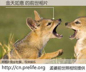 #孟婆前世照相馆# 【金天如意 的前世相片】我们都曾从奈何桥上走过，喝下三碗忘川之水烹煮的孟婆汤，忘却了前尘旧事。孟婆前世照相馆，保存着你前世的数码相片。金天如意 的前世相片，有图有真相：
