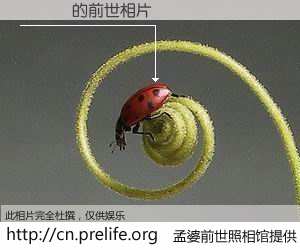 #孟婆前世照相馆# 【鏉滄潐 的前世相片】我们都曾从奈何桥上走过，喝下三碗忘川之水烹煮的孟婆汤，忘却了前尘旧事。孟婆前世照相馆，保存着你前世的数码相片。鏉滄潐 的前世相片，有图有真相：