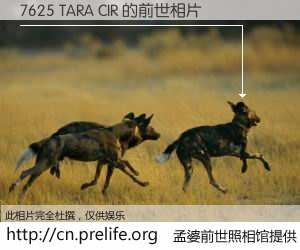 #孟婆前世照相馆# 【7625 TARA CIR 的前世相片】我们都曾从奈何桥上走过，喝下三碗忘川之水烹煮的孟婆汤，忘却了前尘旧事。孟婆前世照相馆，保存着你前世的数码相片。7625 TARA CIR 的前世相片，有图有真相：